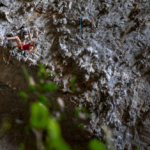 Et de trois 9a pour la slovène Mina Markovic !