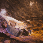 Il enchaîne ce 9A bloc après plus de 100 séances et quatre ans de lutte !