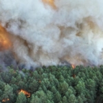 Fontainebleau en flammes : le massif emblématique frappé par un incendie sans précédent